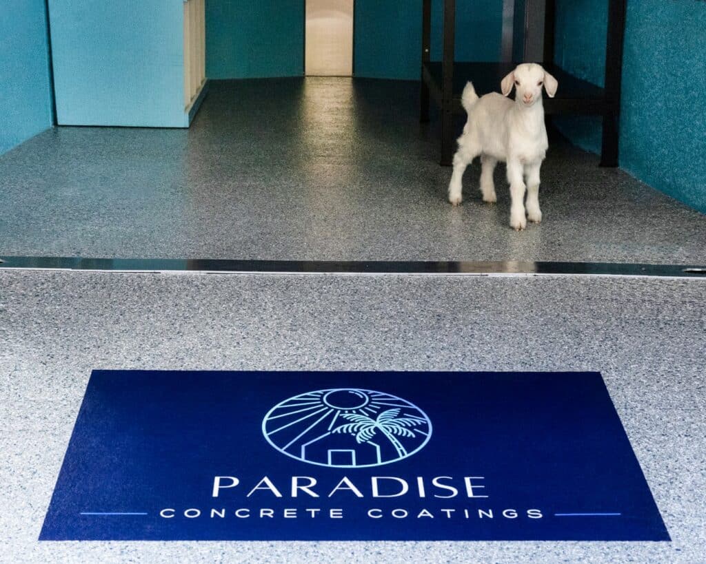 A white goat stands on a speckled grey floor in a hallway with a blue mat featuring "PARADISE CONCRETE COATINGS" and a palm tree logo.